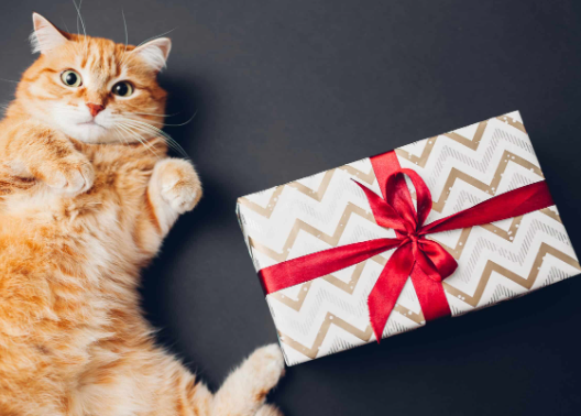 cat gifts