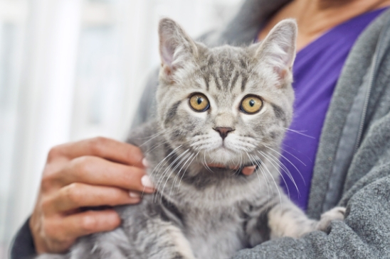 buy a cat