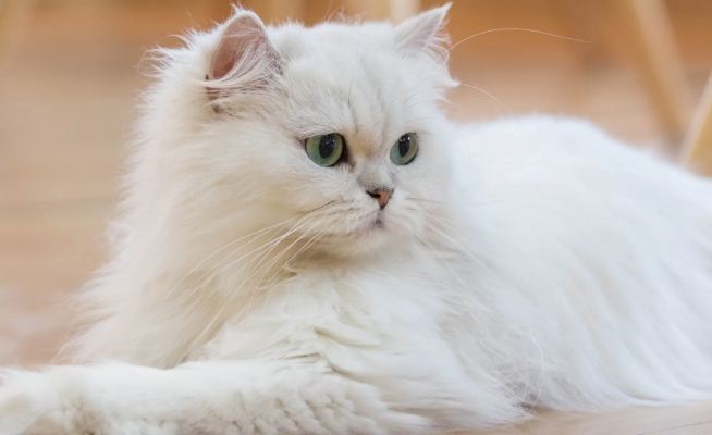 persian cat