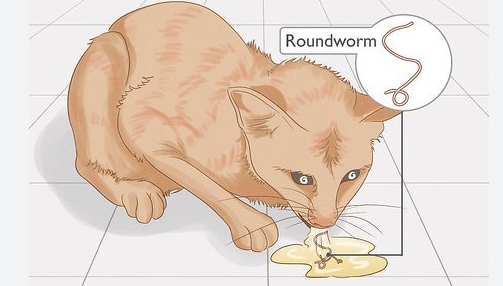 roundworms in cats