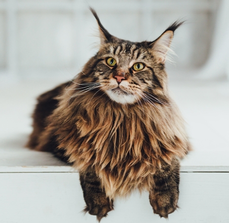 maine coon kittens for sale near me