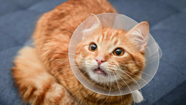 meloxicam for cats