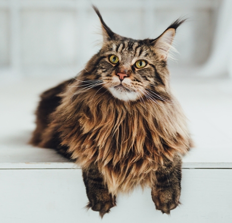 maine coon for sale
