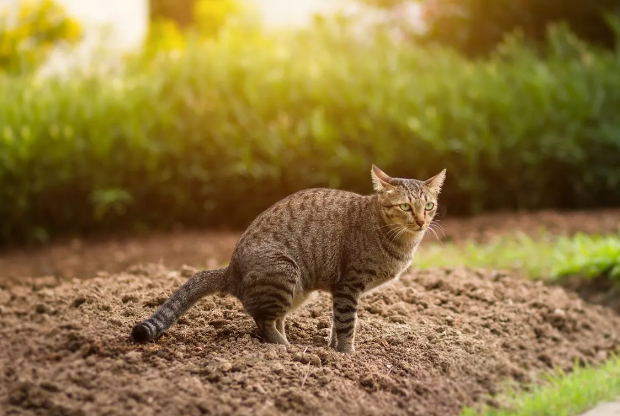 constipated cat
