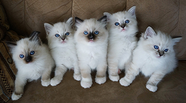 ragdoll kittens for sale near me