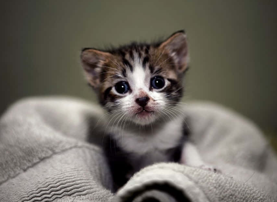 kitty cat