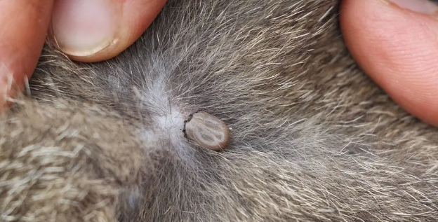 ticks on cats