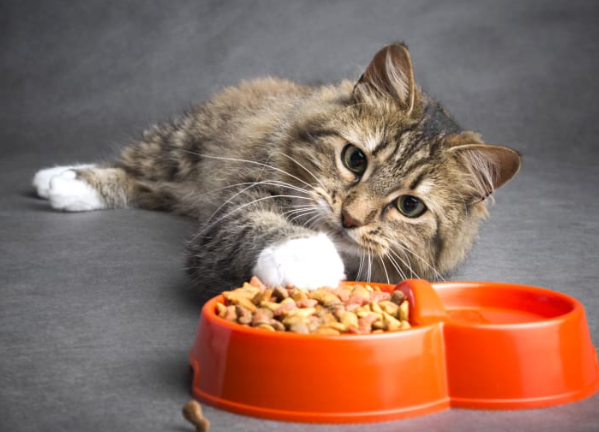 cat won t eat