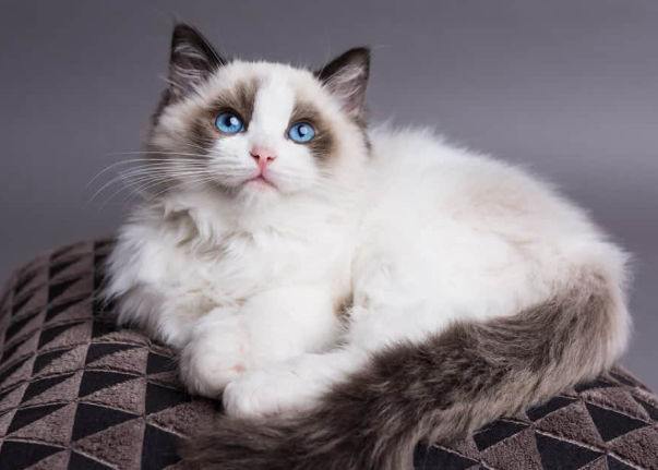 ragdoll cat price