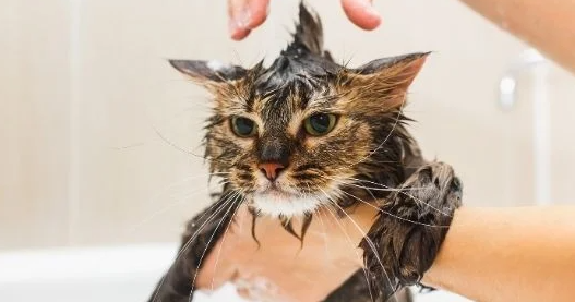 cat bath