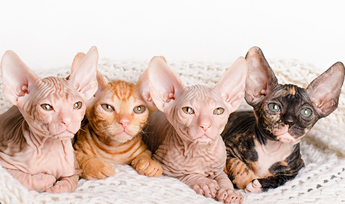 sphynx kittens for sale