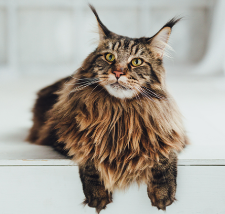 maine coon kittens for sale $450