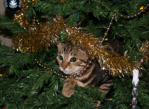 cat christmas tree