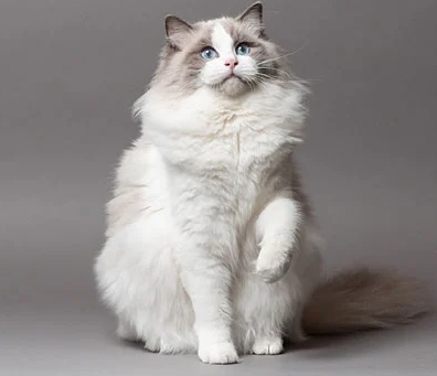 ragdoll