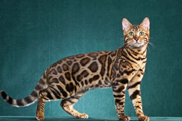 bengal cat price