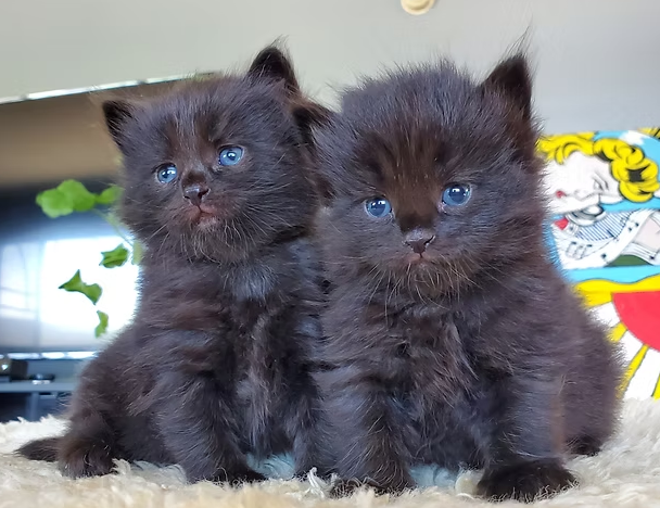 siberian kittens for sale
