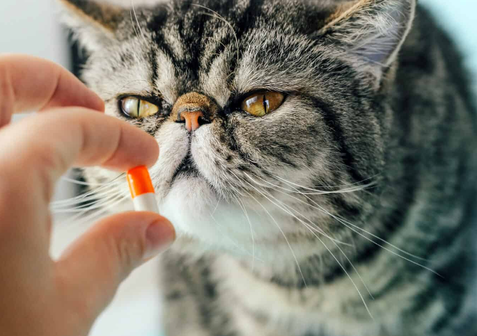 prednisolone for cats