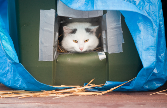 cat shelters