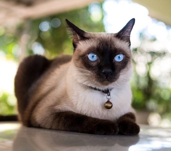 siamese cat for sale