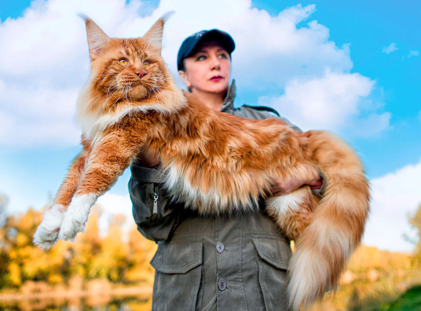 maine coon cat