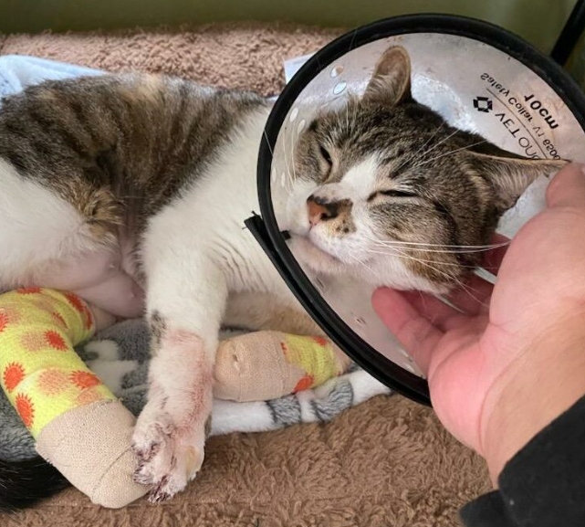 declawing cats