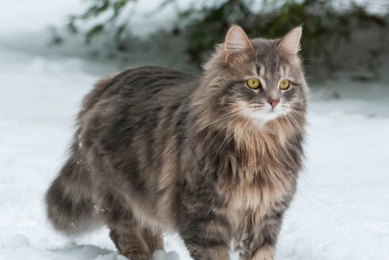 siberian cat