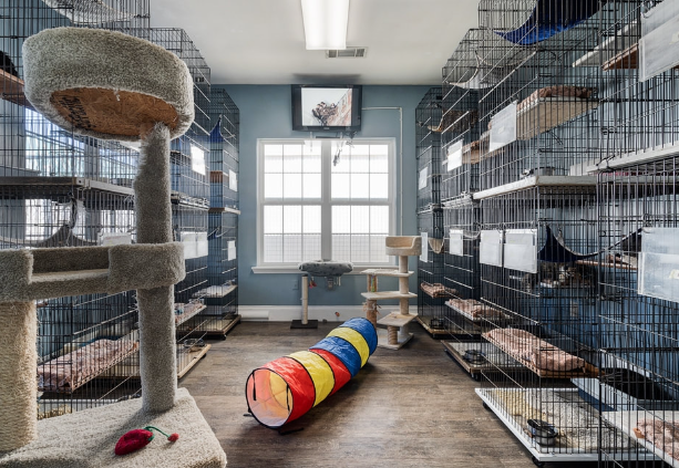 cattery