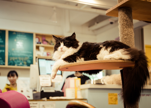 cat cafe near me