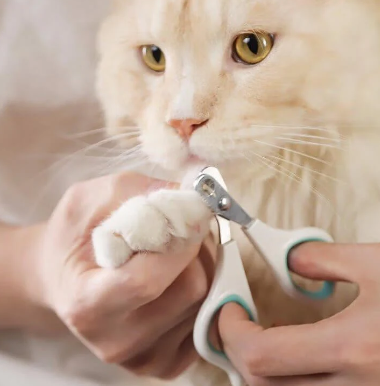 cat nail clippers