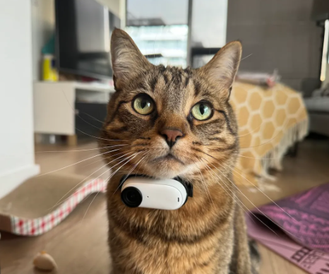 cat camera