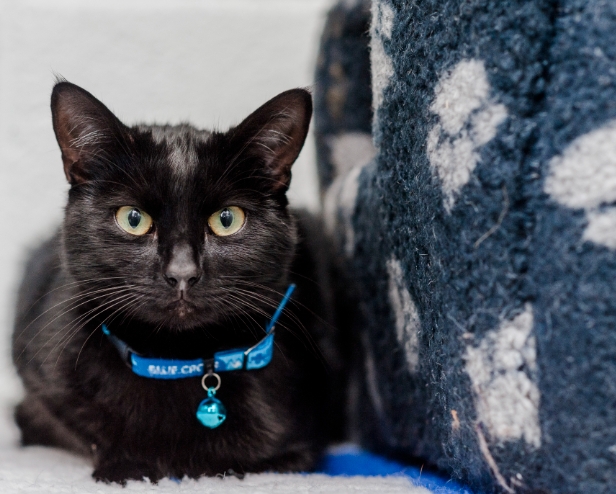 kitten collars