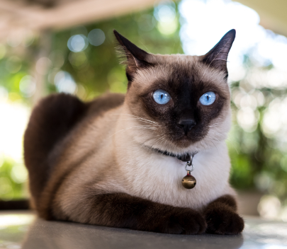 cats for sale near me