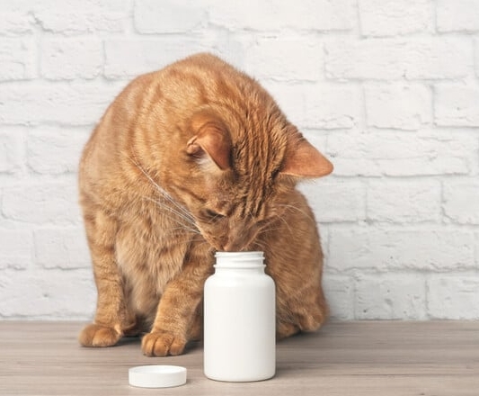 clavamox for cats