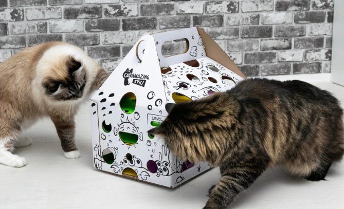 cat amazing