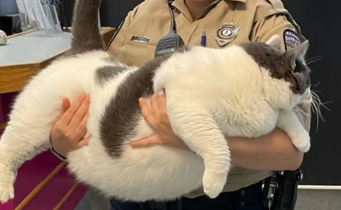 feline 40