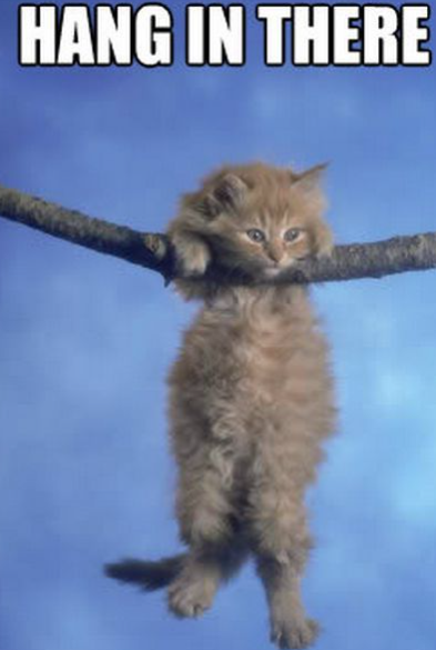 devon rex kittens for sale