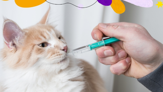 methimazole for cats