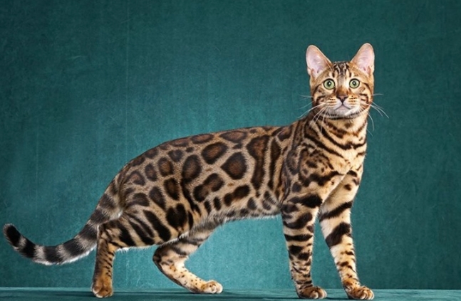 bengal kittens for sale