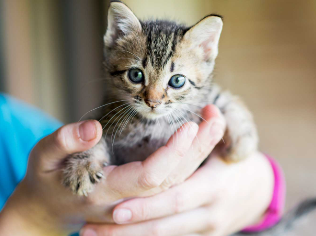 kittens free to good home