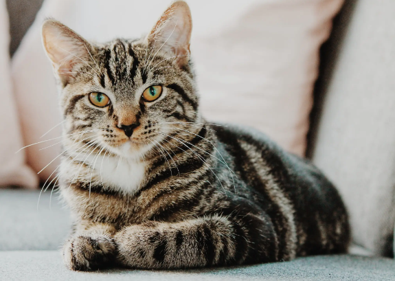 tabby cat