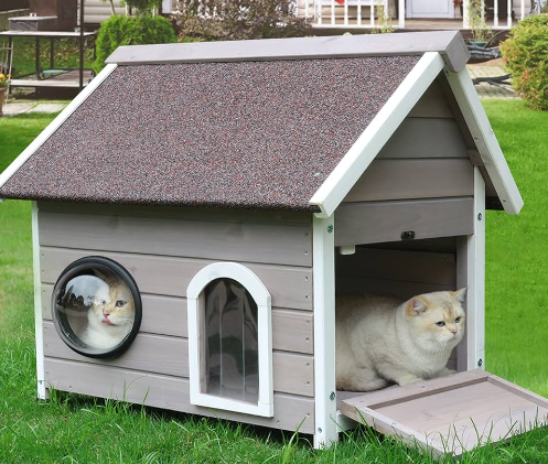 cat home