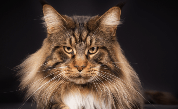 maine coon price
