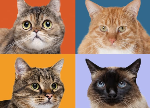 types of cats