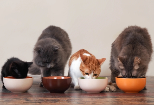 catfood