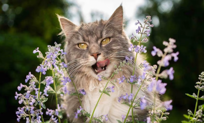 catnip for cats