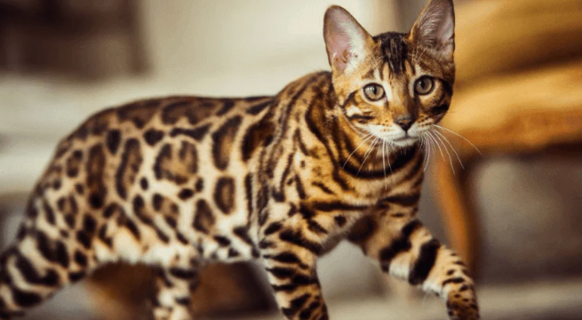 bengal kittens