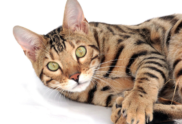 cats protection near me