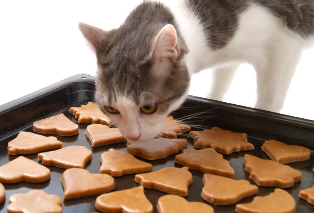 cat biscuits