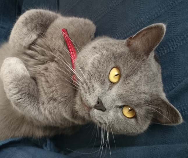 british shorthair for sale