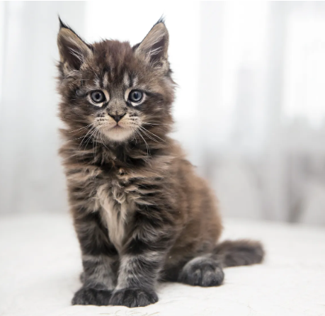 maine coon kittens
